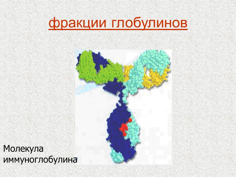 фракции глобулинов Молекула иммуноглобулина